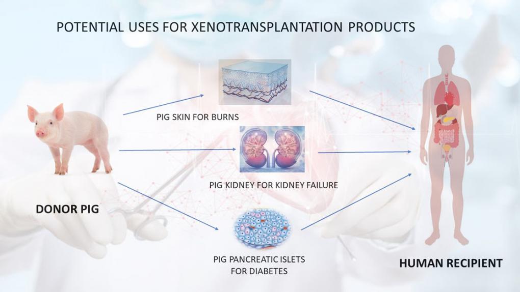 Xenotransplantation process