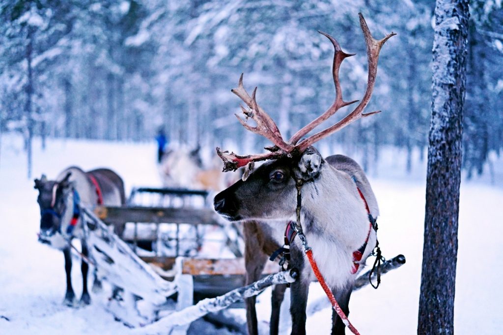 Reindeer sled