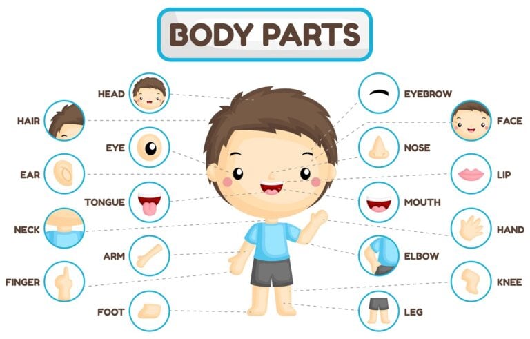 Body parts in English