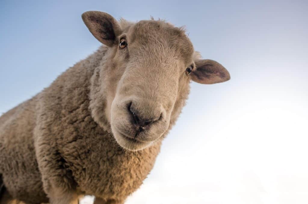 Curious sheep